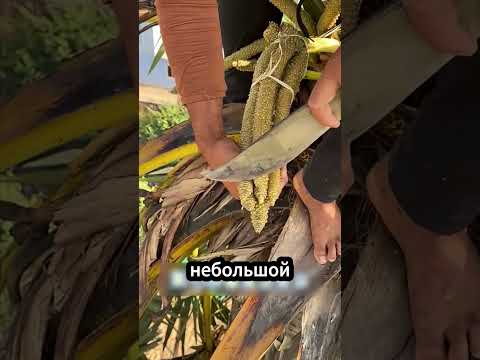 🌴 Как добывают сок прямо из пальмы! #пальма #пальмовыйсок #фермерство thumbnail