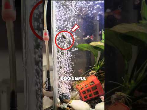 Kepiting Ini Ketagihan Main di Pompa Udara ? thumbnail