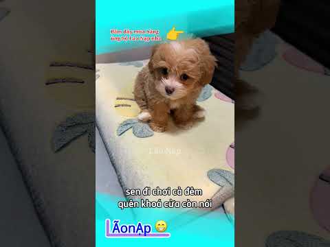Lu giận rồi 😁 #laonap thumbnail