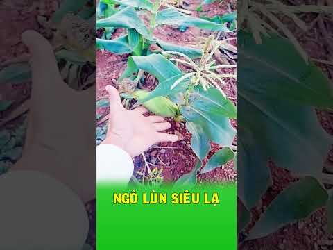 Cây ngô chỉ cao một gang tay nhưng lại ra bắp to thumbnail