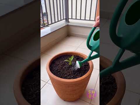 ? Balcony Banana Bonanza: Harvesting Sweet Delights thumbnail