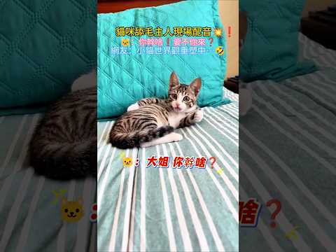貓咪舔毛主人現場配音?❗ ?：大姐 你幹啥❓要不你來? 網友：小貓世界觀重塑中? #cat #cute #funny #shorts #funnyshorts thumbnail