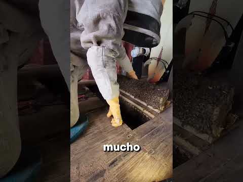 Encontró este panal GIGANTESCO de abejas ⭐ thumbnail