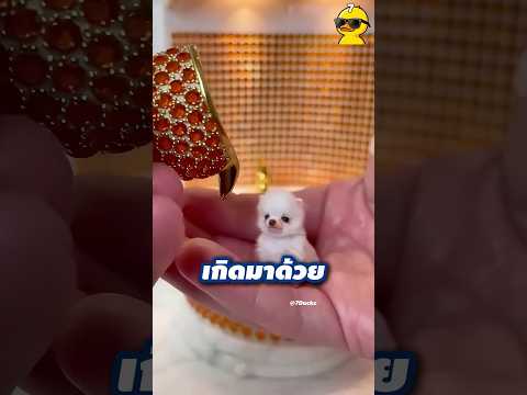 ลูกหมาตัวนี้ ตัวเท่านิ้วโป้ง thumbnail