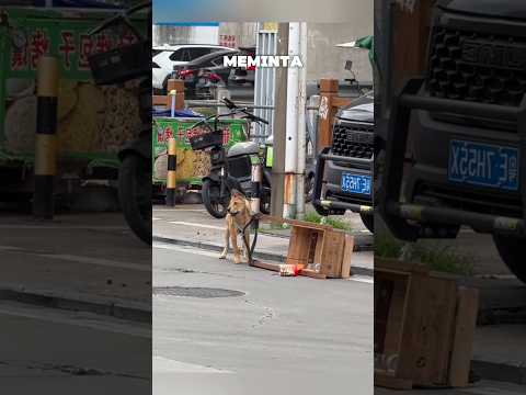 Anjing Ini Tak Henti Menoleh pada Orang yang Menolongnya #shorts thumbnail