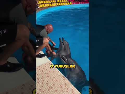 Yunuslar Arkadaş Canlısı Çıkıcak Mı?.. ❗? thumbnail