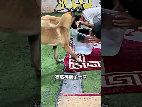 狗狗一探头：这水池根本没水? thumbnail