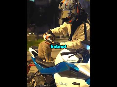 This cat loves to ride motorbikes  ???️ thumbnail