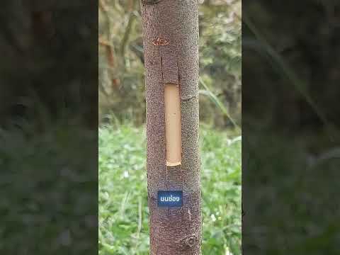 เทคนิคการติดตาต้นทุเรียน 🌳ที่มีประสิทธิภาพสูงสุด #shorts thumbnail