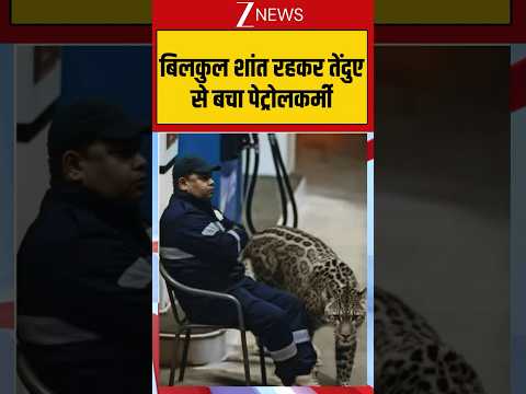 बिलकुल शांत रहकर तेंदुए से बचा पेट्रोलकर्मी #breakingnews #viralnews #viralcctv thumbnail