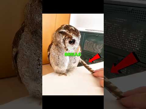 Owl will never tell you these things! thumbnail