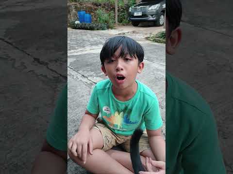 Mama Kaget Sendal Ara Yg Dibeliin Nenek Rusak Lempar Kucing Sendal Sm Teman. Beliin Yg Baru Ma 🩴🤷‍♀️ thumbnail