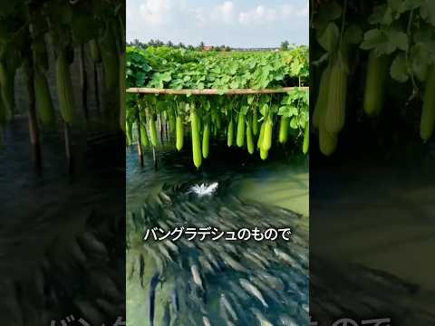 魚と野菜を同時に育てる thumbnail