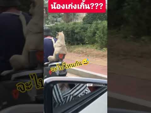 น้อนจะไปไหนกัน? #555 #funny #ขำๆ #คลายเครียด #คลิปตลก #หมาน่ารัก thumbnail