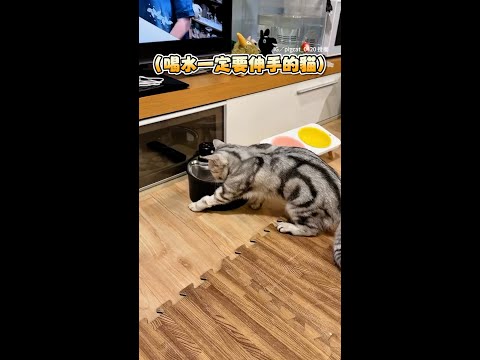 【超萌怪癖】貓咪喝水時一定要伸手手XD！ #Shorts thumbnail