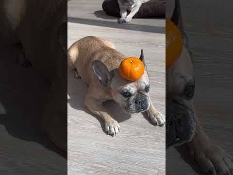 When My Dog Gets Into Challenge Mode #funnydogvideo #funny #cutedog #frenchbulldog #funnydogs thumbnail