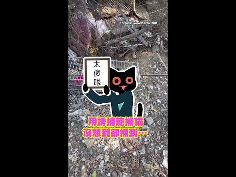 【抓貓變抓雞】誘捕籠抓到超氣碎嘴雞！　網友笑翻：罵得很髒 #Shorts thumbnail