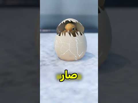 درب الدجاجة عشان تهربه من السجن 😱 #shortvideos thumbnail