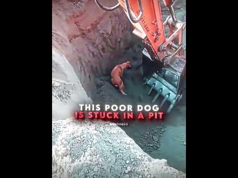 This Dog Was Stuck! ❤️‍🩹 thumbnail