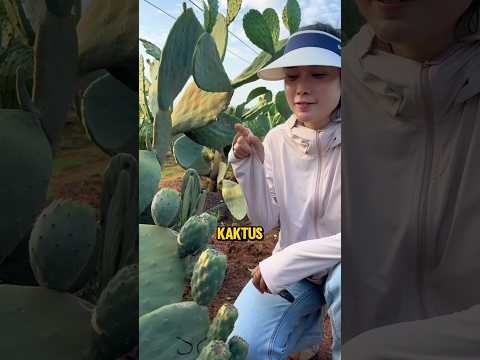 Kebanyakan Orang Tidak Tahu Kaktus Punya Buah❗🌵😲 #shorts thumbnail