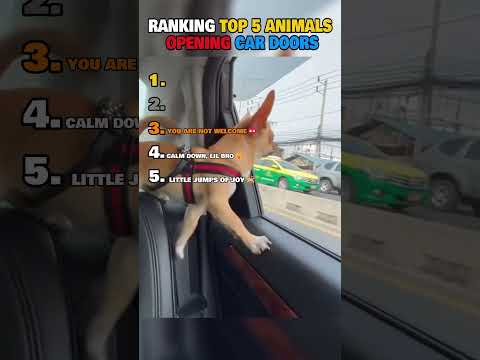 Ranking Top 5 Animals Opening Car Doors? thumbnail