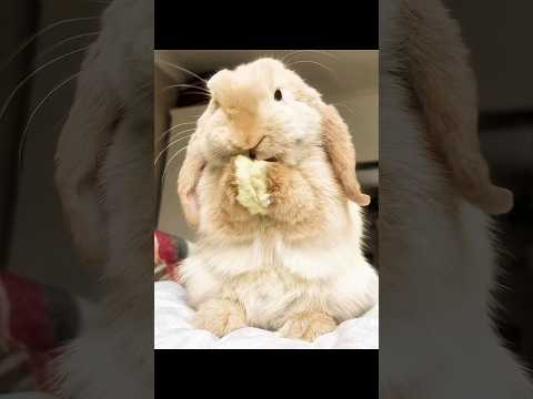 Lop Eared Rabbits will never tell you these things? thumbnail
