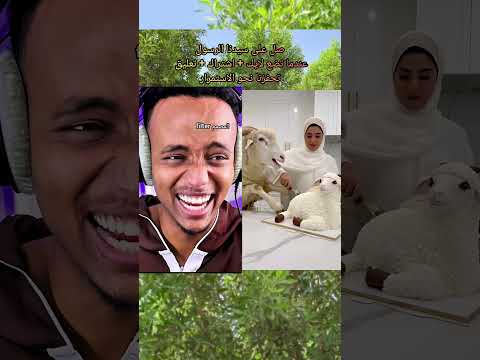 رده فعل ابوفله 😱 لحظة اكتشف الخروف الحقيقة ان شبيهة كعكة بعد فوات الأوان شاهد رده فعلة!😆#تحشيش #edit thumbnail