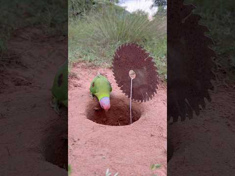 Awesome Innovative Parrot Trap #shorts thumbnail