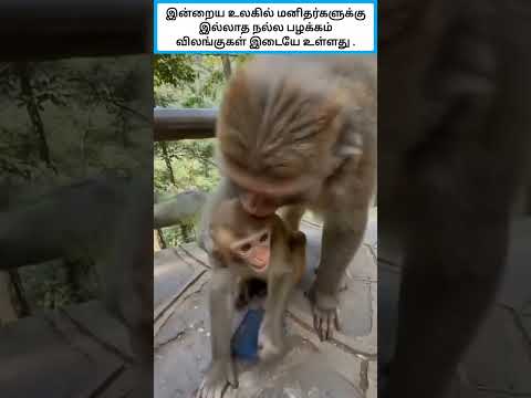 இன்றைய உலகில் மனிதர்களுக்கு இல்லாத நல்ல பழக்கம் விலங்குகள் இடையே உள்ளது. #shorts thumbnail