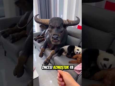 Boğa Nasıl Oynanacağını Bilmiyordu! ?? thumbnail