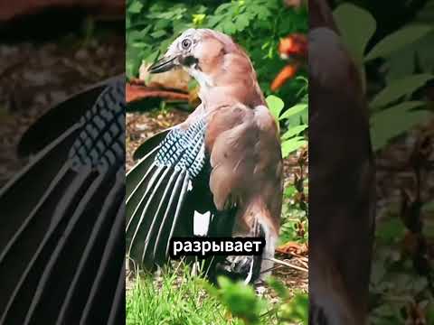 Почему ворона не реагирует на муравьёв? thumbnail