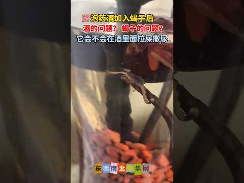 蝎子会不会在酒里面拉屎撒尿！ thumbnail