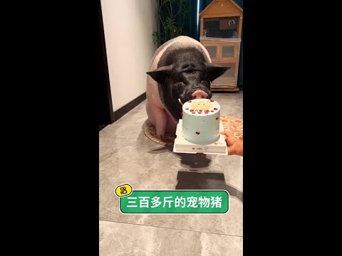 養一頭三百斤的豬是什麼體驗？這不是寵物，是歲月沈澱下最沈重的溫柔。 thumbnail