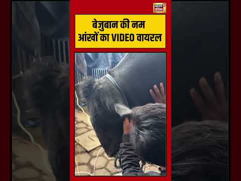 Bakrid 2026: बेजुबान की नम आंखों का VIDEO वायरल | #bakrid #viralvideo #shorts thumbnail