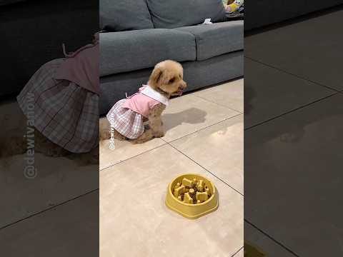 Kesabaran Moi Habis #dewivanow #dogtraining #Moidewivanow thumbnail