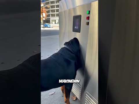Köpek Berbere Gitti! ? thumbnail
