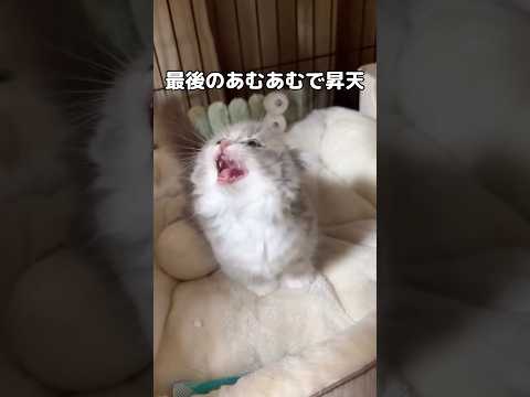 生きてるだけで可愛いのにあむあむ言い始めて昇天 #子猫 #マンチカン #shorts thumbnail