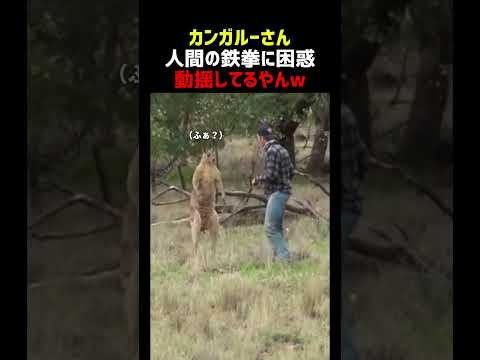 南島の重鎮カンガルー 敗北を知る thumbnail
