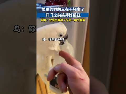 博主的鹦鹉又在干坏事了，开门之前笑得好猖狂#鹦鹉 #宠物鸟 #萌宠出道计划 #萌宠成精了 #萌宠偷吃 thumbnail