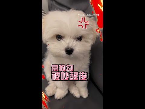 【好啦原諒妳】馬爾濟斯被吵醒表情氣炸...聽到握手秒和好XD｜#寵物雲 #shorts thumbnail