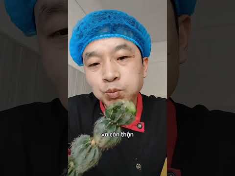Đừng mắc sai lầm khi ăn cây xương rồng trên sa mạc 😮 thumbnail