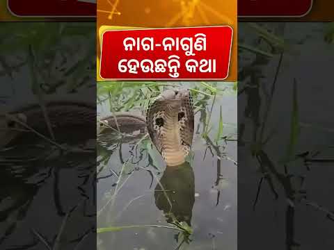 ମାଡୁଛି ପାଣି, ଆଉ ଏଠି ଏମାନଙ୍କ ମେଳି । Snake in Kendrapara Ali   Odia News   Rain in Odisha thumbnail