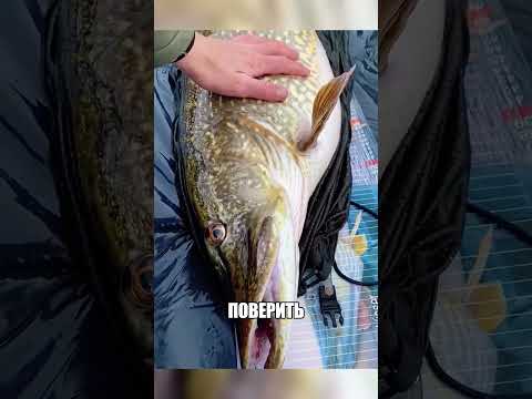 Мужчина нашел огромную щуку НА МЕЛКОВОДЬЕ🎣🌊😱 thumbnail