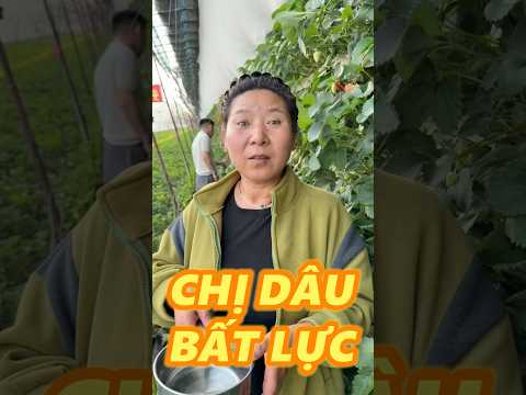 CHỊ DÂU TÂY BẤT LỰC thumbnail