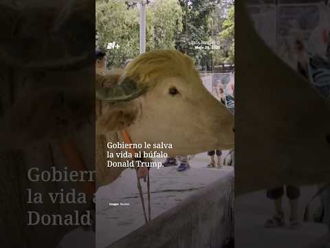 Gobierno salva de la muerte al Búfalo Viral “Donald Trump” y ahora vivirá en un Zoológico | N+ thumbnail