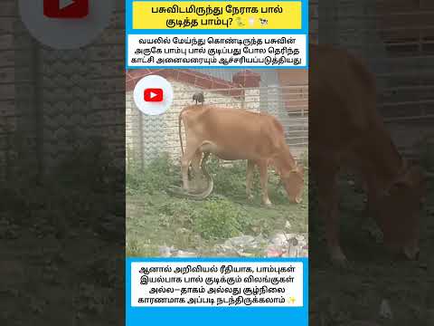 பசுவிடமிருந்து நேராக பால் குடித்த பாம்பு? ??? #shorts thumbnail