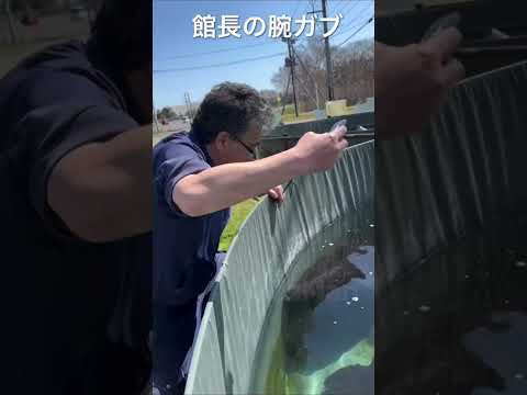 AI แม่นบ่ #shots #sturgeon thumbnail