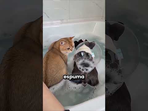Este Perro Siempre Es Asqueroso 🤮😂 thumbnail