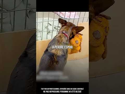 😔 Cette chienne va devenir maman… thumbnail