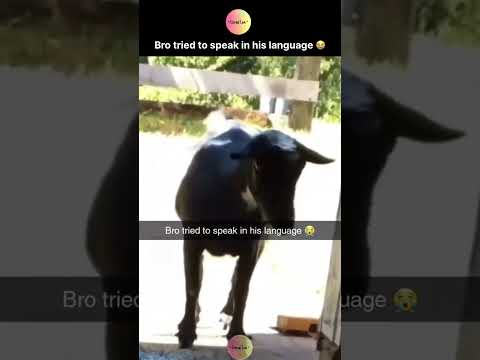 Bro tried to speak in his language 😭 thumbnail